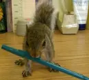 Squirrel