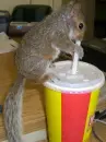 Squirrel