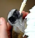 Baby monkey