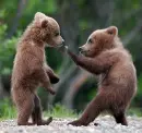 bear