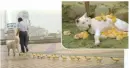 Dog with ducks