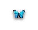 blue butterfly