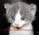 Evil Kitty