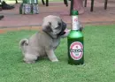 pug with beer
