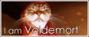 funny kitty