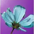 violet flowe