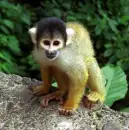 Monkey!