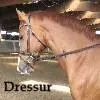 Dressage - dressur