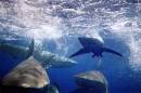 sharks
