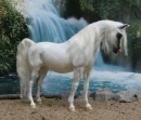 Beautiful Horse