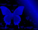 blue butterfly