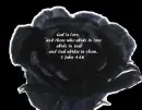 :~:Black Rose Bible Verse:~: