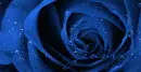 Jennifer's Rose