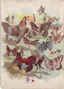 butterflys