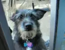 My dog waving :)