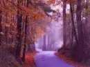 road, fall
