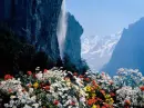 Mountains, wild flowers