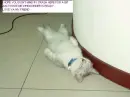 KITTY SLEEPING