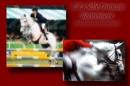 for Horseland