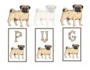pug
