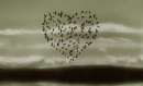 romantic birds