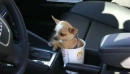 coffee dog