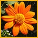 orange flower