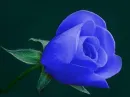 Blue Rose