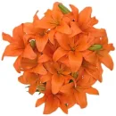 Lily