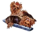 lazy yorkies