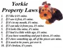 yorkie laws