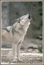 cute wolf