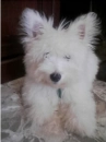 cute white puppy