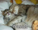 cat hugs