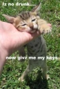 drunk kitty