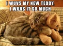love my teddy