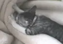 Kitty biscuits