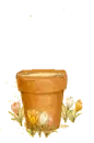buny in a pot