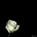 Love rose