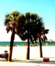 Palm Trees