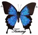 TAMMY