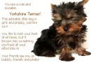 Yorkie poem
