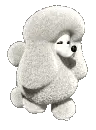 walking poodle