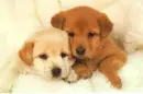 Pupies