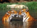 tiger love