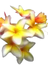 floer