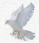 Dove 3