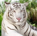 white tiger