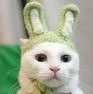 cute cat