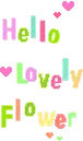 HELLO LOVELY FLOWER